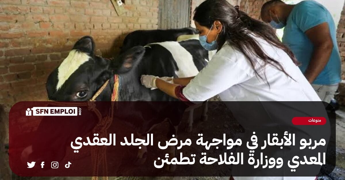 مربو الأبقار في مواجهة مرض الجلد العقدي المعدي و الوزارة تطمئن - SFN Emploi